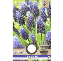 Pachet cu 25 de bulbi de flori Muscari Latifolium