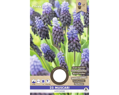 Bulbi de flori Muscari Latifolium 6/7 25 buc.