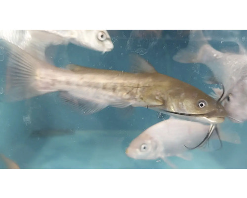 Somn cu crapi în acvariu