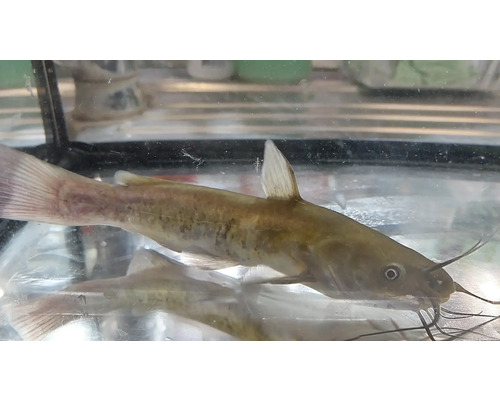 Un somn pitic maro într-un acvariu