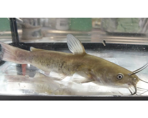 Somn galben în acvariu