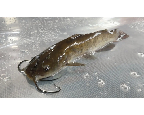 Un somn pitic singur în apă.