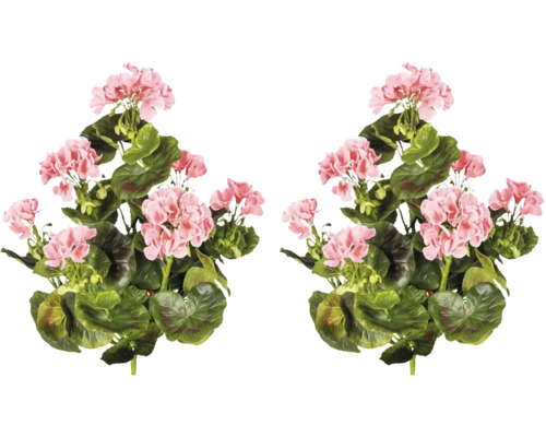 Doi arbuști de mușcate cu frunze