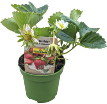 Bio Căpşuni FloraSelf Bio Fragaria x ananassa 'Mara des Bois' ghiveci Ø 9 cm