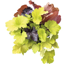 Plantă Heuchera cu frunze diferite