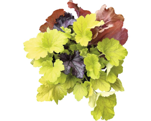 Plantă Heuchera cu frunze diferite