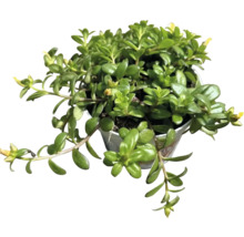 Planta de interior Piperomia în ghiveci