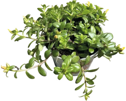 Planta de interior Piperomia în ghiveci