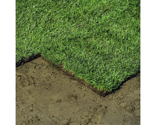 Gazon rulou pe sol pregătit