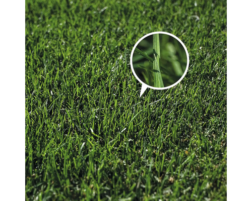 Prim-plan cu semințe de iarbă pentru gazon