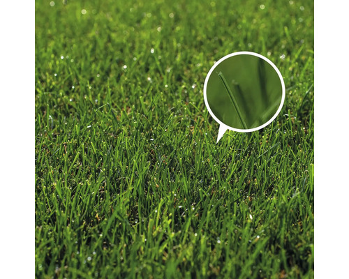 Prim-plan cu gazon cu fir de iarbă mărit