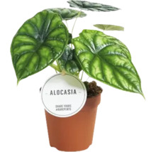 Planta de interior Alocasia în ghiveci cu etichetă pentru plante