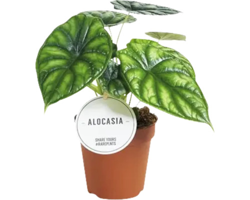 Planta de interior Alocasia în ghiveci cu etichetă pentru plante