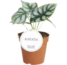Planta de interior Alocasia în ghiveci