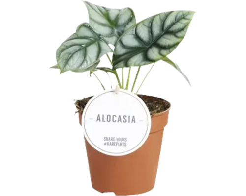 Planta de interior Alocasia în ghiveci