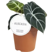 Plantă Alocasia în ghiveci