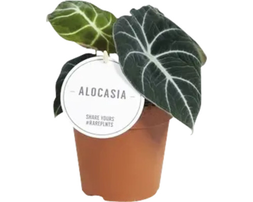 Plantă Alocasia în ghiveci
