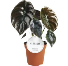 Alocasia plantă de interior în ghiveci