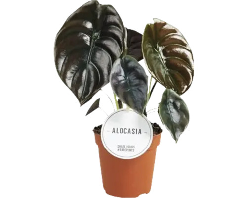 Alocasia plantă de interior în ghiveci