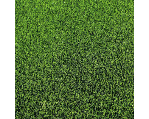 Prim-plan gazon artificial