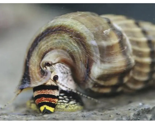 Neritina sp. snail king M