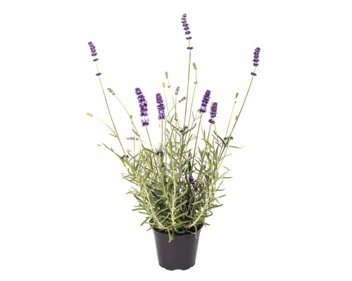 Lavandă Lavandula angustifolia ghiveci Ø 13 cm