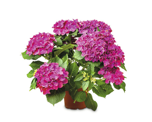 Hortensie Hydrangea ghiveci Ø 19 cm Hortensie Hydrangea ghiveci Ø 19 cm