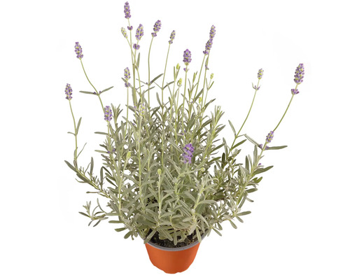 Lavandă Lavandula angustifolia ghiveci Ø 17 cm Lavandă Lavandula angustifolia ghiveci Ø 17 cm