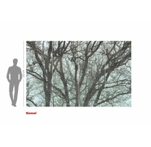 Fototapet Komar cu motiv cu copaci, 250 x 400 cm