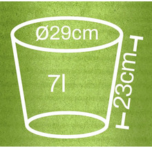 Dimensiunile unui vas de plantare: diametru 29 de centimetri, înălțime 23 de centimetri, volum 7 litri