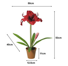 Amaryllis artificial în ghiveci: înălțime 53 centimetri, lățime 50 centimetri, ghiveci 11 pe 12,5 centimetri, frunze 40 centimetri.