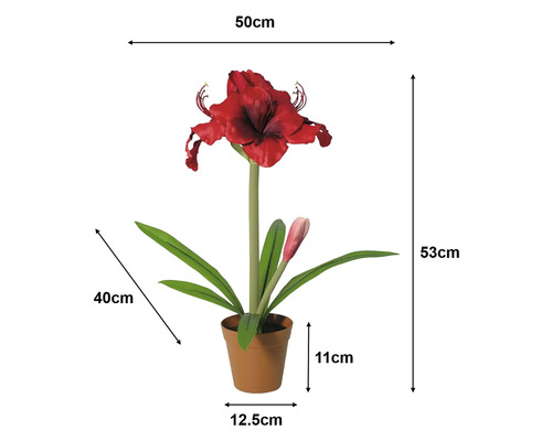 Amaryllis artificial în ghiveci: înălțime 53 centimetri, lățime 50 centimetri, ghiveci 11 pe 12,5 centimetri, frunze 40 centimetri.