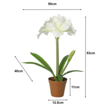 Amaryllis artificial alb în ghiveci cu dimensiuni: înălțime 53 centimetri, lățime 50 centimetri, ghiveci 11 pe 12,5 centimetri.