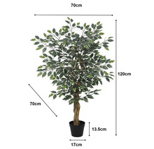 Ficus Benjamina artificial cu trunchi răsucit. Înălțime 120 centimetri, lățime 70 centimetri. Ghiveci: înălțime 13,5 centimetri, diametru 17 centimetri.