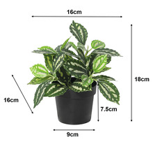Plantă Pilea artificială în ghiveci negru cu dimensiuni: înălțime totală 18 centimetri, lățime 16 centimetri, înălțime ghiveci 7,5 centimetri.