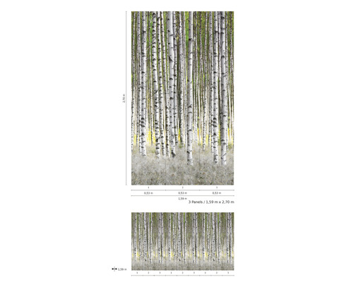 Fototapet cu motiv de pădure de mesteceni și indicații de dimensiuni